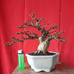 REAL PICT Water Jasmine Bonsai – Wrightia Religiosa Mame – Mature Trunk – Bonsai Tree – Elegant Branching 039