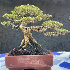 Santigi Bonsai Tree – Pemphis Acidula | Rare Tropical Coastal Bonsai for Collector Gift Rare Pemphis Acidula Bonsai Tree || 032
