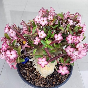 Rare Adenium Hybrid Godji Songkala × Godji Champ – Desert Rose Double Red Flower Bonsai Caudex