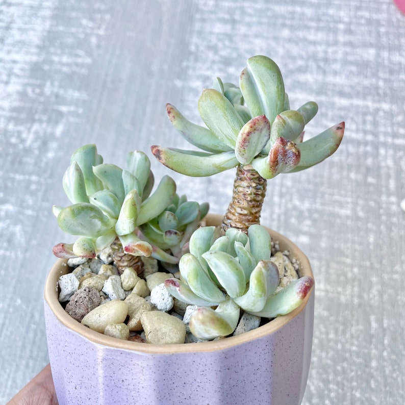 Pachyveria Scheideckeri Albo Carinata Variegated Rare Korean Imported Suculent