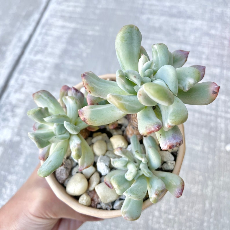 Pachyveria Scheideckeri Albo Carinata Variegated Rare Korean Imported Suculent