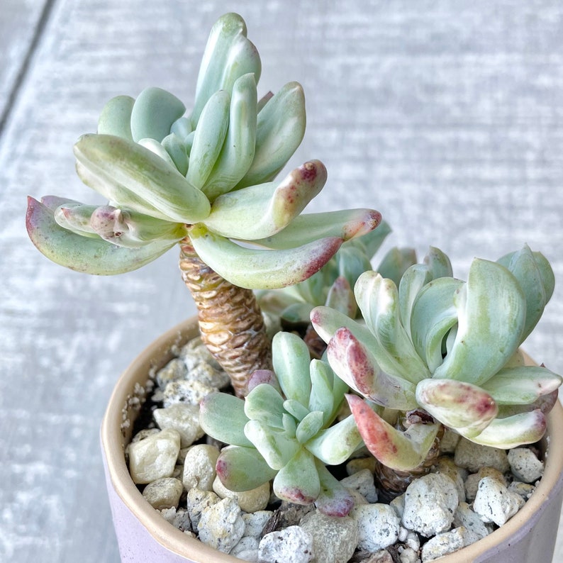 Pachyveria Scheideckeri Albo Carinata Variegated Rare Korean Imported Suculent