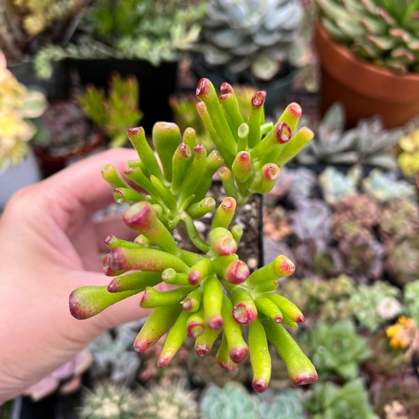 Crassula Ovata “Gollum” jade tree succulent plant or Shrek Ear about 5-6 inches height fully rooted in 2” pot. Live Plant
