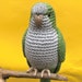 see more listings in the Birds and parakeets section