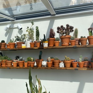 Op de afbeelding: Twee houten planken aan een witte muur, met een verscheidenheid aan cactussen en vetplanten in potten. De terracotta potten vari&euml;ren in grootte en vorm, wat een aantrekkelijke opstelling cre&euml;ert. De planken zijn donkerbruin gebeitst.