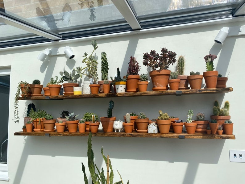 Op de afbeelding: Twee houten planken aan een witte muur, met een verscheidenheid aan cactussen en vetplanten in potten. De terracotta potten vari&euml;ren in grootte en vorm, wat een aantrekkelijke opstelling cre&euml;ert. De planken zijn donkerbruin gebeitst.