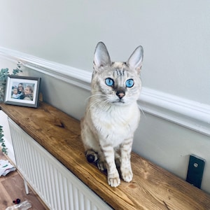 Op de afbeelding: Een lichtgekleurde kat met opvallende blauwe ogen zit op een houten plank. De kat heeft een patroonvacht en grote oren. Een ingelijste foto en decoratief groen zijn zichtbaar op de achtergrond. De plank is gemonteerd op een witte radiator.