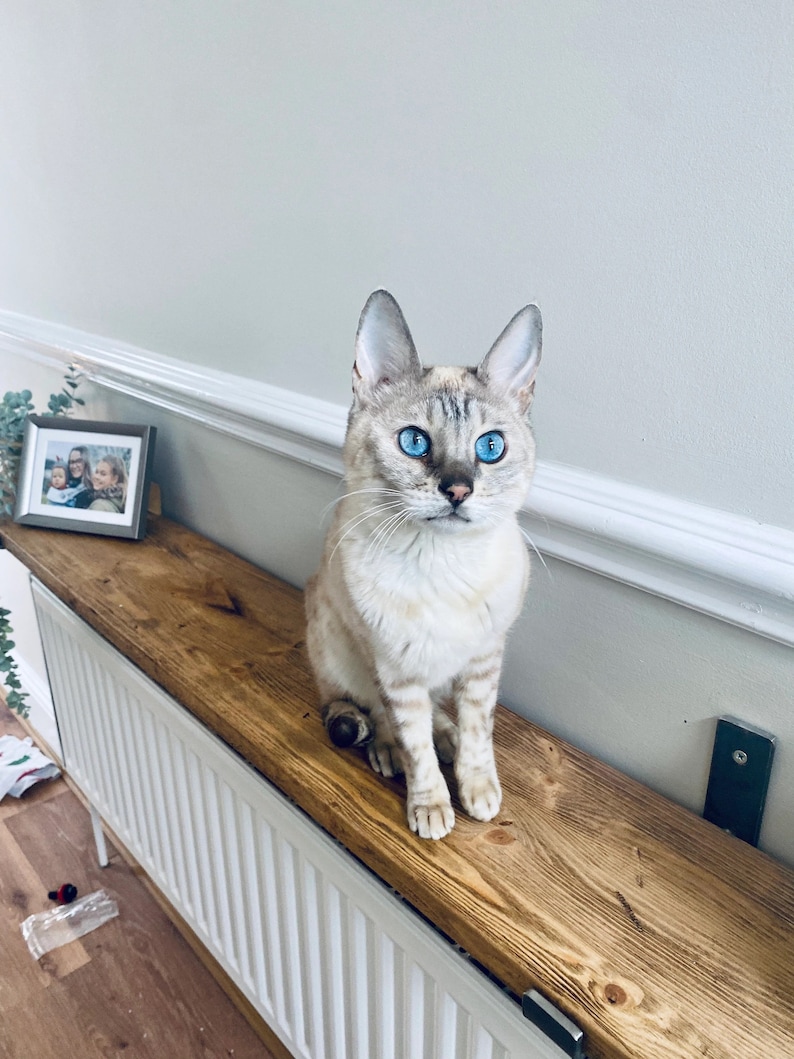 Op de afbeelding: Een lichtgekleurde kat met opvallende blauwe ogen zit op een houten plank. De kat heeft een patroonvacht en grote oren. Een ingelijste foto en decoratief groen zijn zichtbaar op de achtergrond. De plank is gemonteerd op een witte radiator.