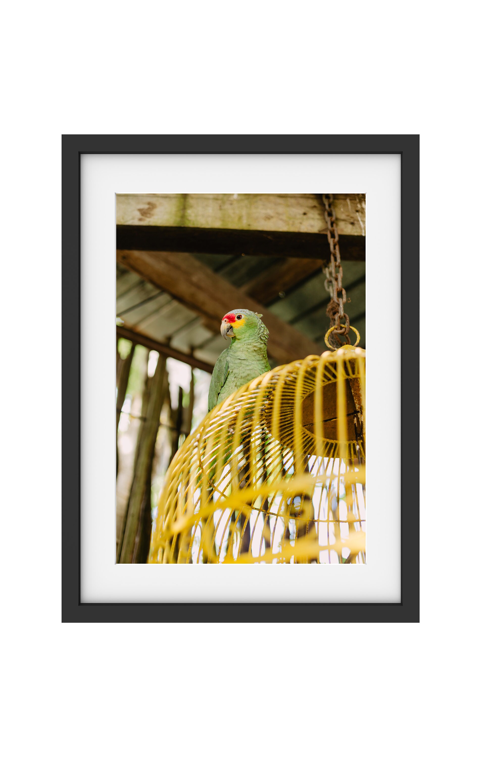 Amazone Vert, Mexique, Yucatán, Oiseau, Encadrement Mural, Photo, Déco