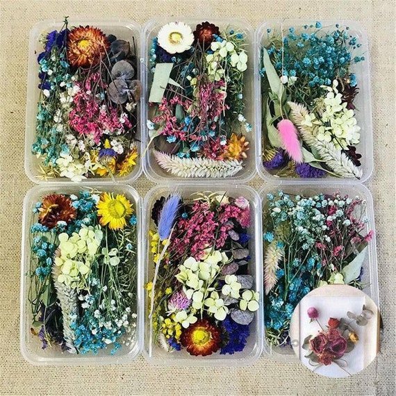 1 Box Mix Beautiful Real Dried Flowers Natural Floral for Art