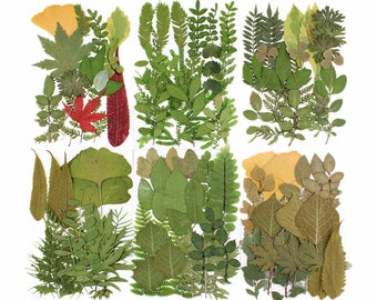 21Pcs/Bag Assorted Real Dried Pressed Leaves Natural Dry Leaves for Pressed Leaf Art Craft DIY