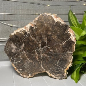 Może przedstawiać: Duży, ciemnobrązowy skrawek skamieniałego drewna o naturalnym, nieregularnym kształcie. Widoczne są słoje drewna, które mają jasnobrązowy i biały wzór.