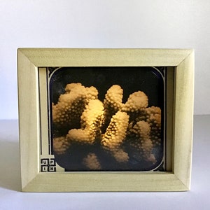 May include: A framed black and white photograph of a coral reef. The coral is a light beige color and is illuminated from the front. The frame is a light wood color.
