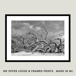 Jekyll Island Art Driftwood Beach Black White Photography Print Coastal Decor Wall Restoration Hardware Style Photograph Pottery Barn Modern