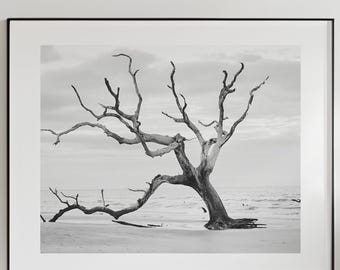 Fotografía en blanco y negro de madera a la deriva, arte mural costero, lámina de playa Boneyard, decoración mural neutra de gran tamaño, con o sin marco.