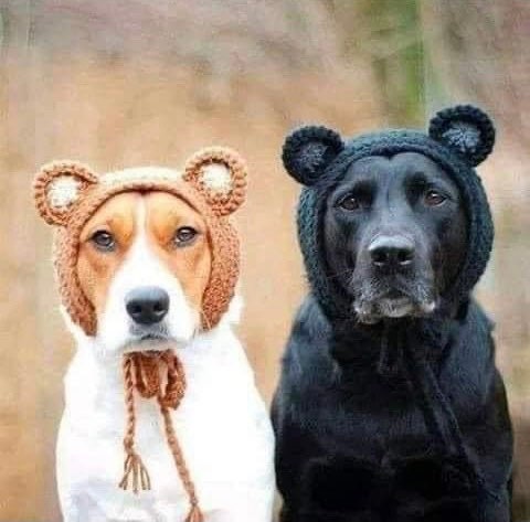 Dog bear hat sales