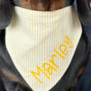 May include: A black and brown dachshund wearing a yellow and white striped bandana with the name "Marley" embroidered in yellow.