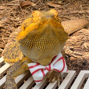 May include: A bearded dragon with yellow and brown scales wearing a white bow tie with red baseball stitching. The reptile is perched on a wooden platform, with a natural background of dried leaves and wood.
