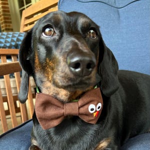 May include: A black and brown dachshund dog wearing a brown bow tie with a cartoon turkey design. The dog is sitting on a blue cushion, looking up at the camera. The bow tie has white eyes and a red beak.