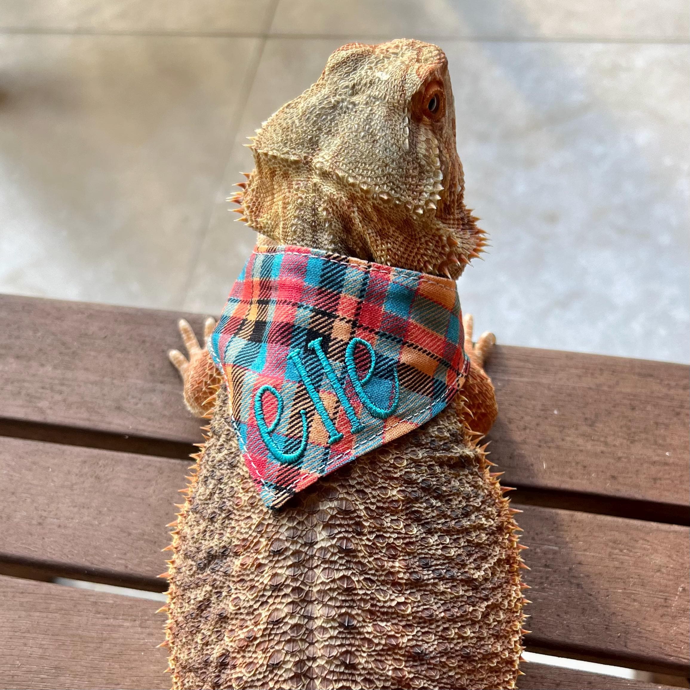 Dragon Sweater Bearded Dragon Santa Costume Bearded Dragon Banana