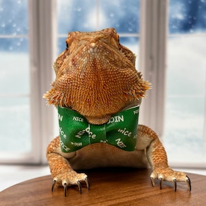 Nice Christmas Bearded Dragon Bow Tie, X-Mas Reptile Bow, Faux Leather Bow, Beardie Accessory, Small Pet Dress Up, Ferret Rabbit