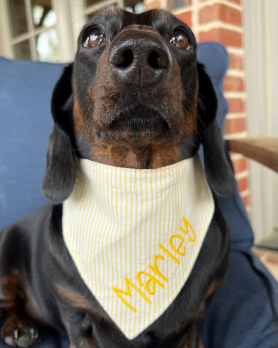 Yellow Seersucker Dog Bandana, Embroidered Pet Scarf, Striped Bandana with Snaps, Bandana with Name, Spring Summer Bandana, Dog Mom Gift