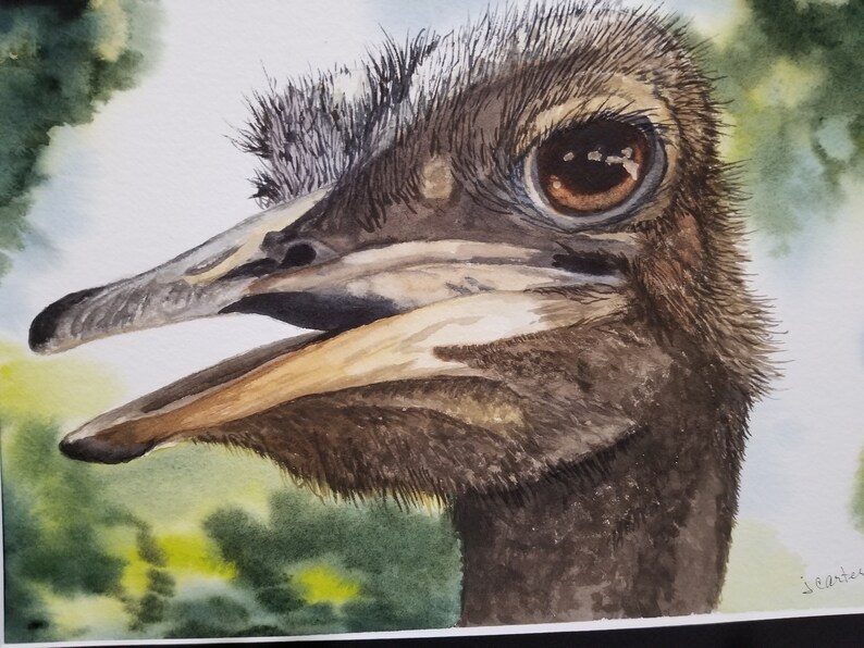 Fine Art Watercolor Head Study Of Ostrich | Etsy