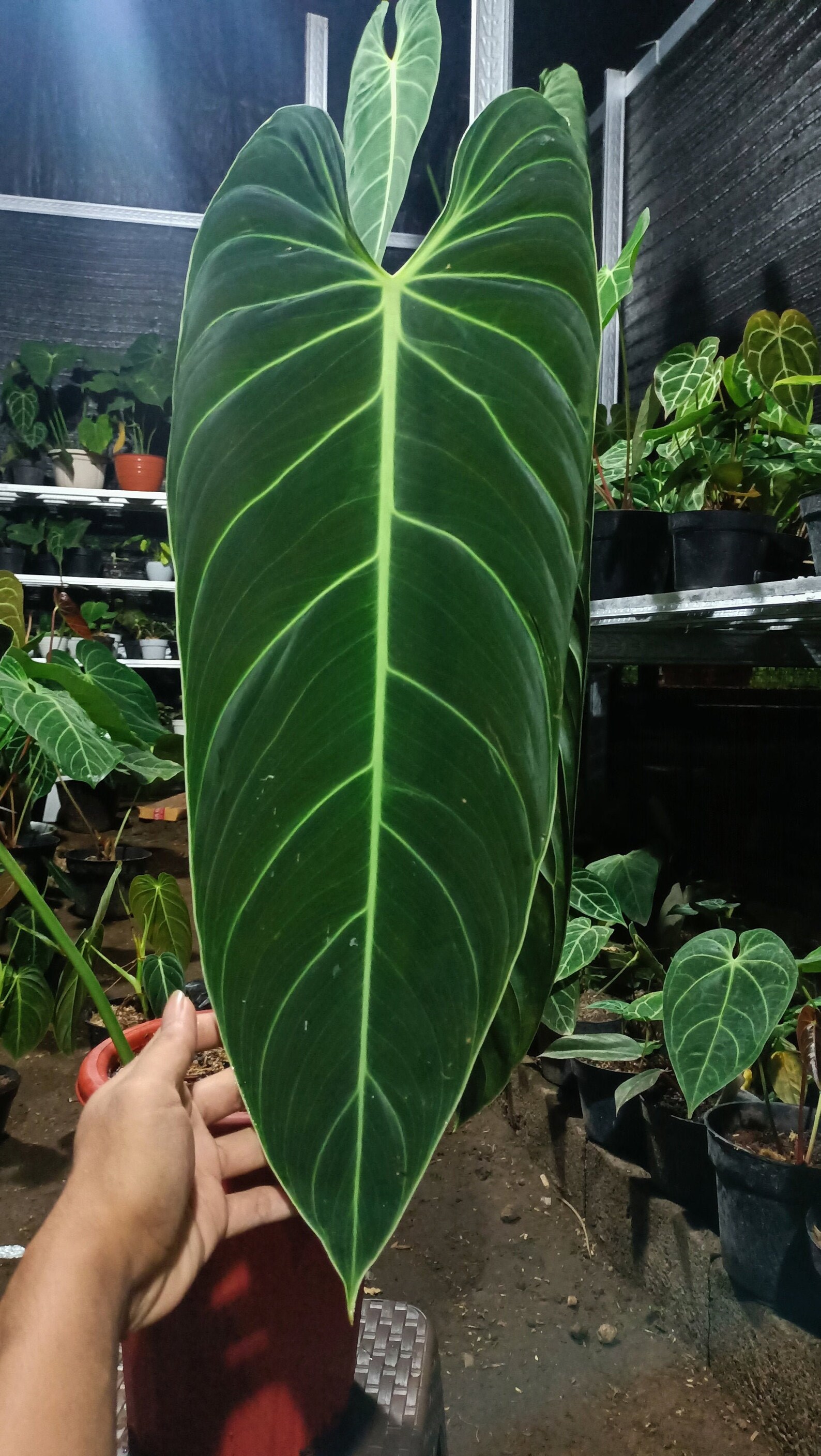 Philodendron Melanochrysum Big Size Shipping DHL Express | Etsy