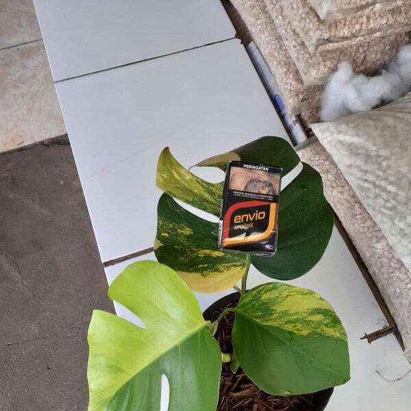 Monstera Marmorata Aurea Variegated