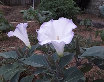Moon Flower Etsy