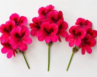 RARE Hot Magenta Pink Hardy Pelargonium Geranium 3 X 6" Live plant cuttings