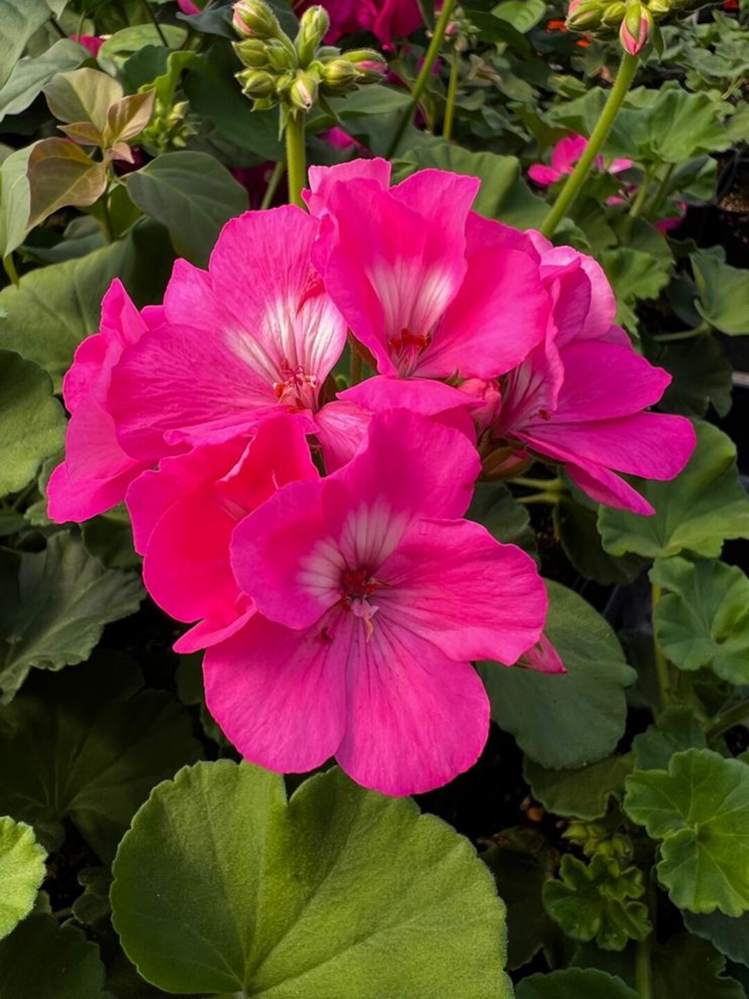 Americana Pink Geranium Plant  Bright Pink Blooms for Garden & Containers  - Etsy