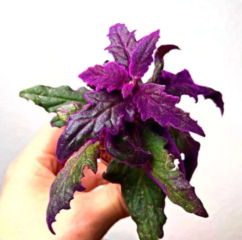 Purple Passion Plant Gynura Aurantiaca purple Velvet LIVE Plant Etsy