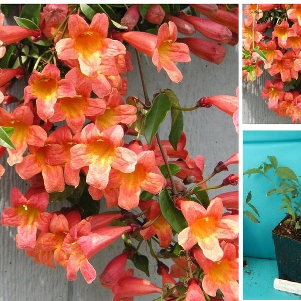 Bignonia "Tangerine Beauty" Crossvine - Rooted Starter Plant - Attracts Butterflies