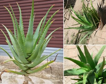 rubber house plant Rubber Plant