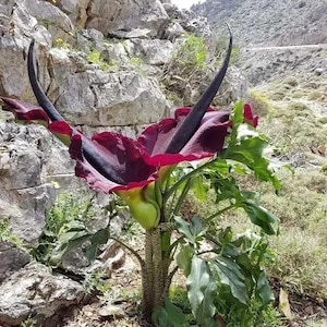 May include: A large, exotic flower with a deep burgundy petal structure and two prominent, black, horn-like appendages. The flower's base is a pale green, and it is surrounded by lush green foliage. The background features rocky terrain and a mountain range.