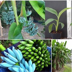 May include: A close-up of a banana plant with blue bananas growing on it. The bananas are still green and have a blue hue. There are also some green bananas in the background.