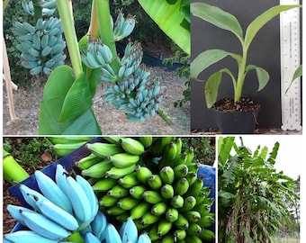Musa-Ice CREAM (BLUE JAVA)- Live Banana Tree-Healthy well rooted starter plant