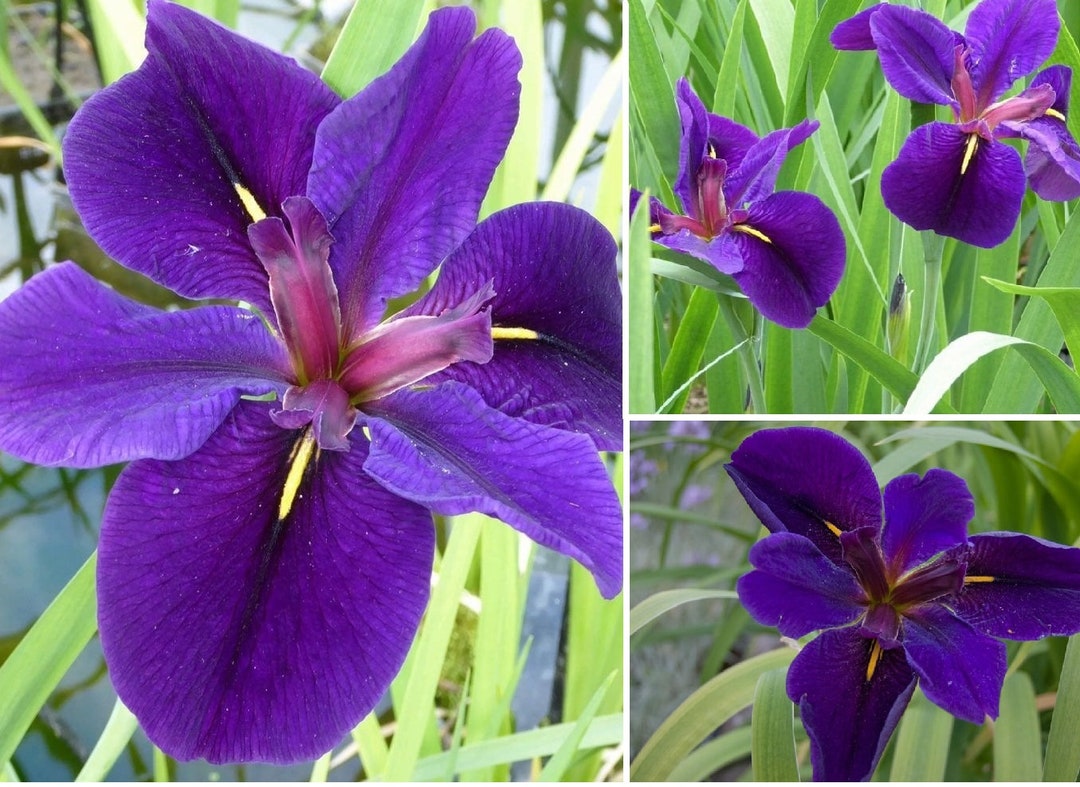 Live Louisiana Black Gamecock Iris Aquatic Plant Etsy Live louisiana black gamecock iris aquatic plant etsy
