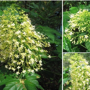 Clerodendrum Paniculatum Alba Pagoda yellow flowers VERY RARE