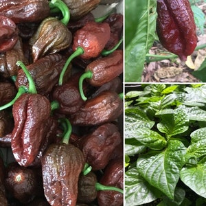 Lot Of 3 Chocolate Naga Viper 75 Day+ Old Super Hot Pepper Live Plants