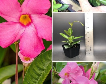 Mandevilla ‘Bella Grande Pink’ Live Plant Well-Rooted