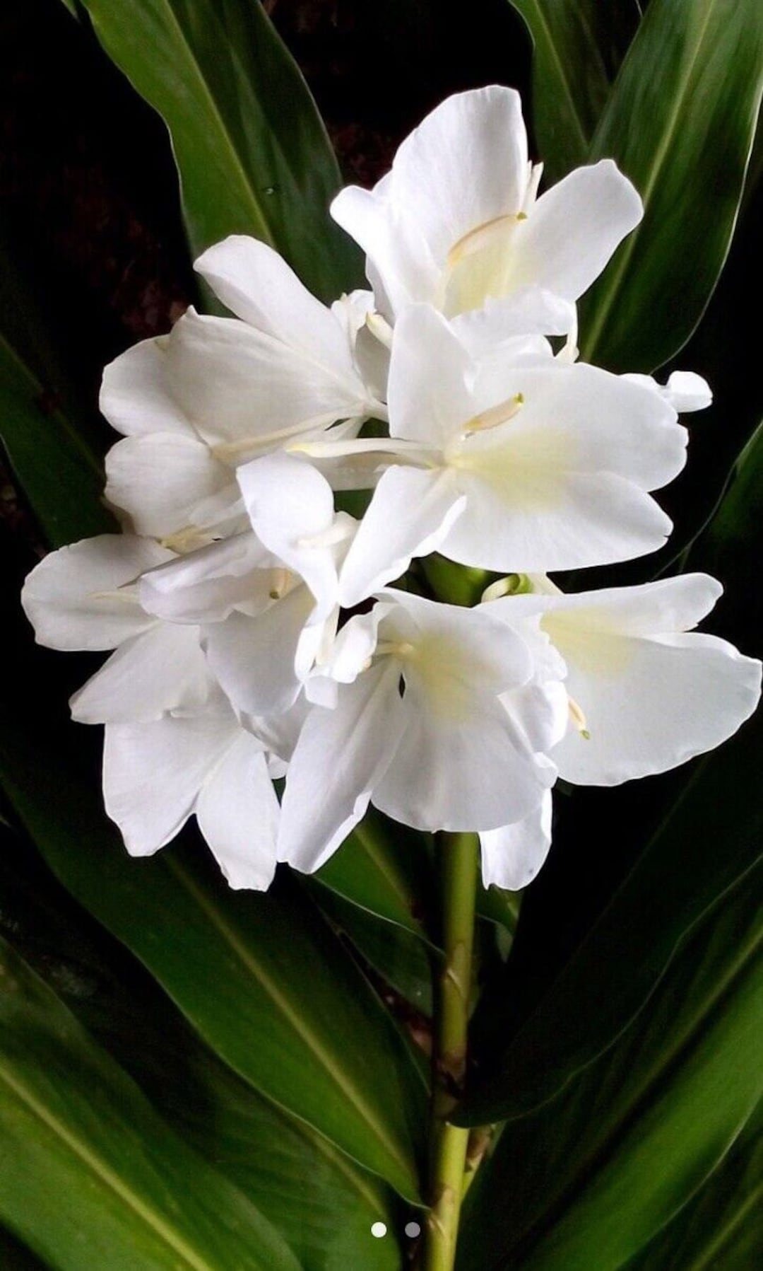 1 White Butterfly Ginger Lily Plant No Pot Very Fragrant Hummingbirds