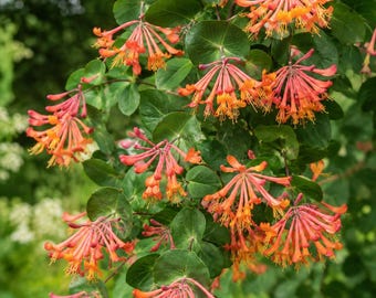 Mandarin Honeysuckle Lonicera Vine Starter Plant - APPROX 8-12 INCH - DORMANT