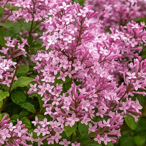Lilac Bush Starter, Shipped Bare Root, Well Rooted