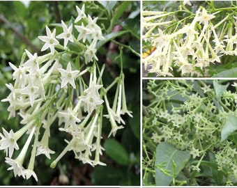 1 Night Blooming Jasmine~started Plant 5-6” Tall