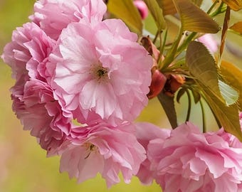 Kwanzan Flowering Cherry Tree