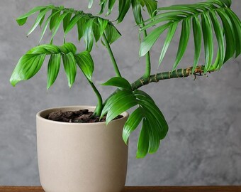 20 Rhaphidophora Decursiva Seeds Creeping Philodendron Shingle Plant Seeds