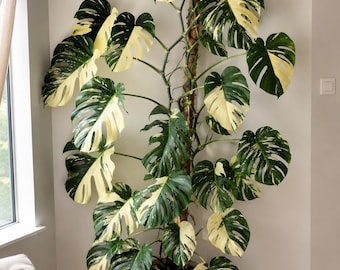 May include: A tall Monstera Albo plant with large, heart-shaped leaves featuring deep green and creamy white variegation. The plant is supported by a central moss pole and is potted in a simple, solid off-white cylindrical ceramic planter.