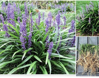 50 Liriope Spicata - Creeping Lilyturf or Monkey Grass - 50 Bare Root Plants